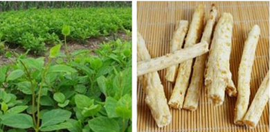 中國天然植物提取物行業市場淺析